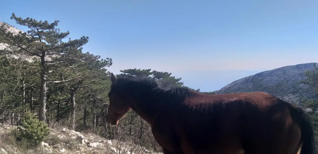 Sveti Ilija - najviši vrh Pelješca