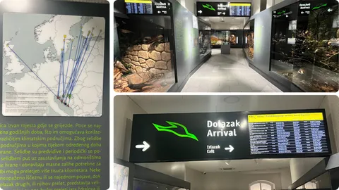 Veliki pljesak za ideju prikaza seobe ptica