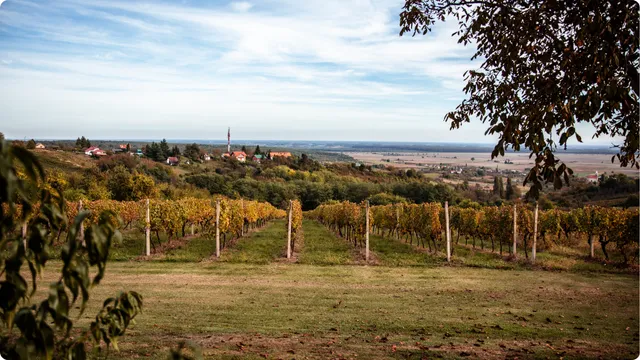 Klima i položaji vinograda daju idealne uvjete