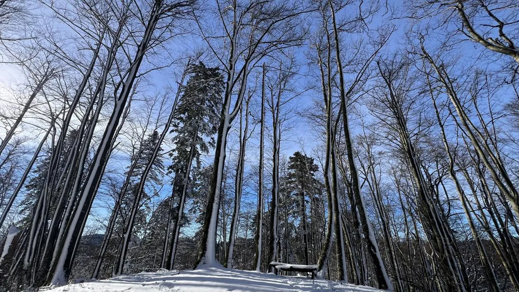 Park šuma Japlenški vrh