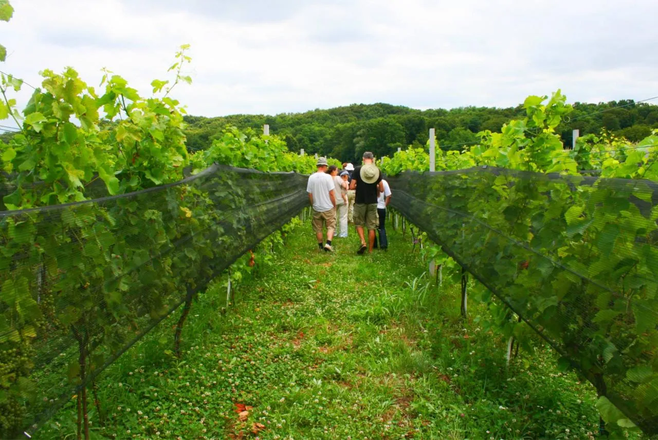 Vinarija Čegec — fotografija 1 od 10