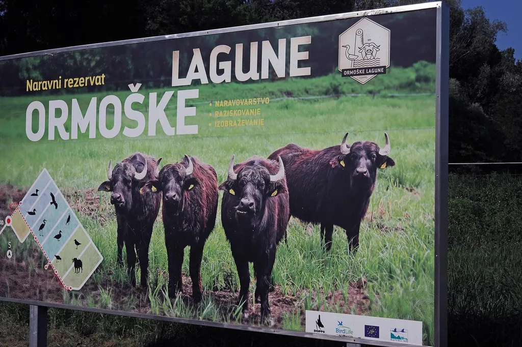 Ormoške lagune