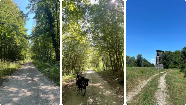 Šuma obiluje hladovinom pa se može biciklirati i ljeti