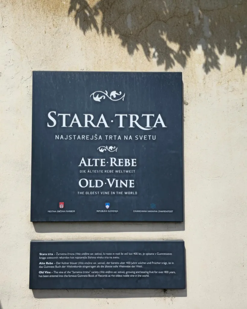 Hiša Stare trte