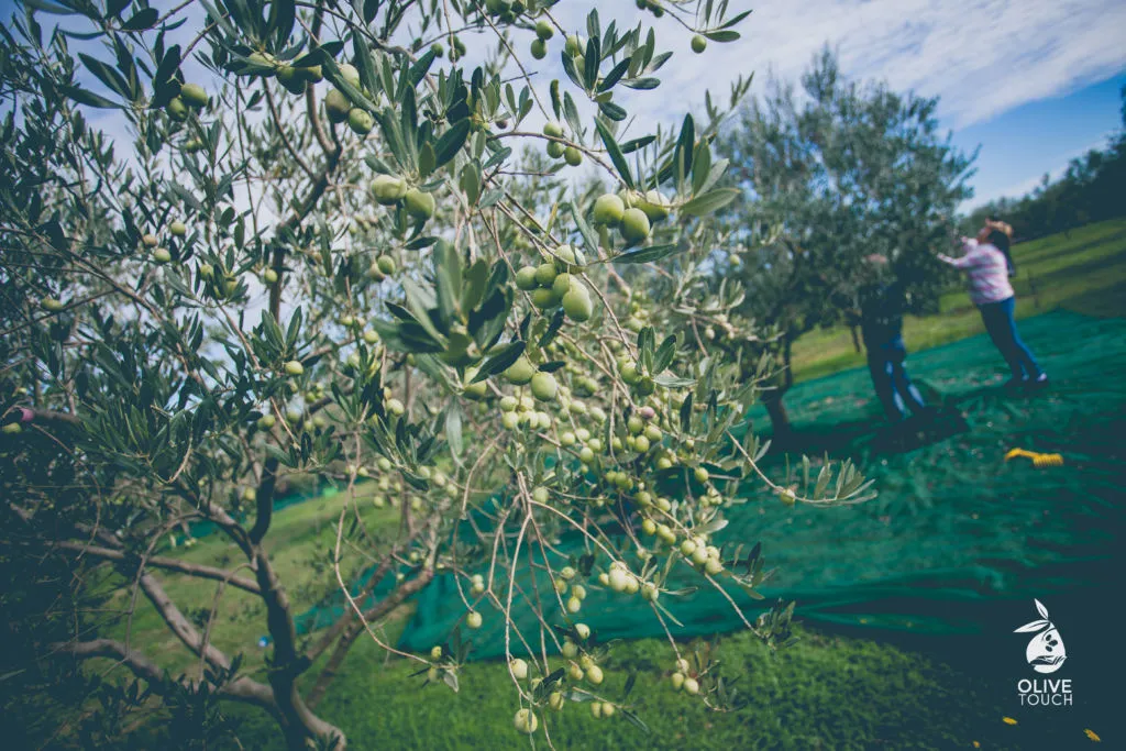 Olive Touch 2026