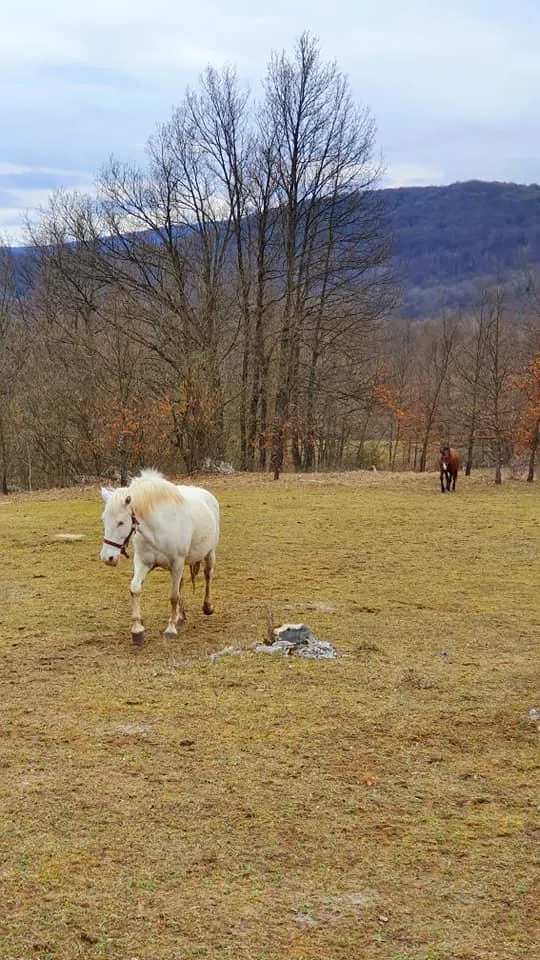 Ranch Dolina jelena