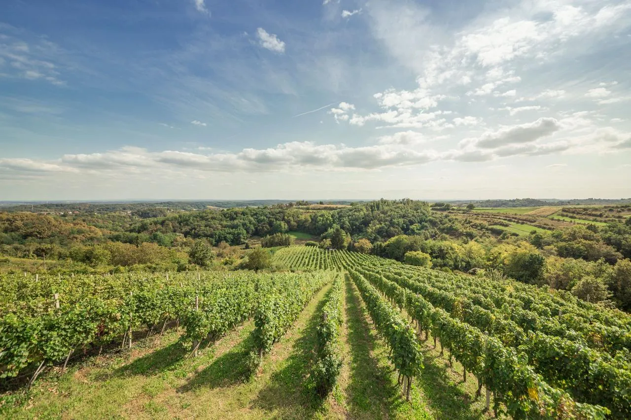 Vinarija Purek Puhelek — fotografija 1 od 10