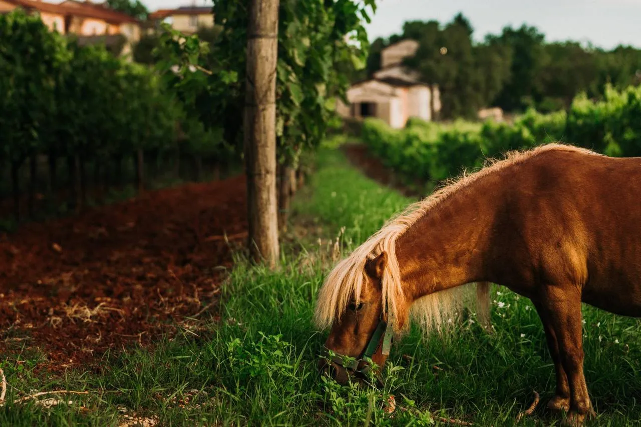 Vinarija Pilato — fotografija 1 od 17