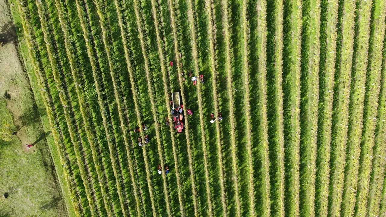 Vinarija Sirovica — fotografija 1 od 11